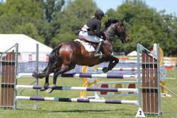 Open Horse 1.10m