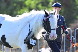 Gypsy Cob