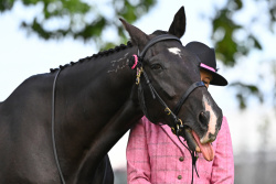 Standardbred Showing