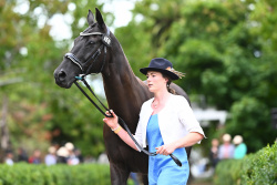 3* Eventing Trot Up