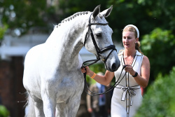 2* Eventing Trot Up