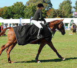 7 Year Old Horse of the Year