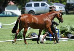 Inhand Led Showhunter Ponies