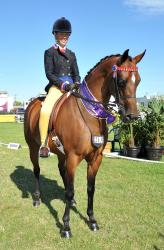 NZ Riding Ponies