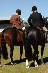 Horse Showing