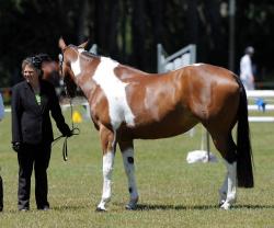 Pinto Showing