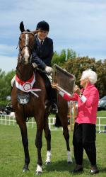 Horse Showing