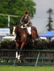 Working Hunter Horse