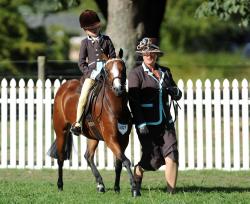 Horse Showing