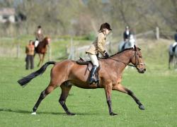 Horse Flat Classes