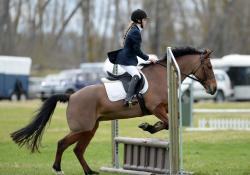 Show Hunter Pony