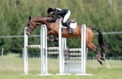 Showjumping