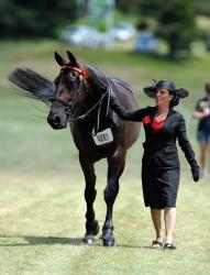 Standardbred