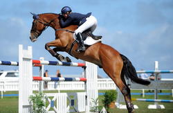 Horse Grand Prix