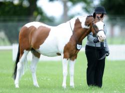 Pinto Showing