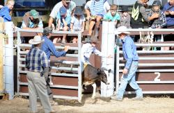 Rodeo Calf Riding