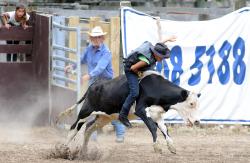 Rodeo Steer Riding