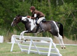 Working Hunter Pony