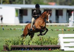 Working Hunter Pony