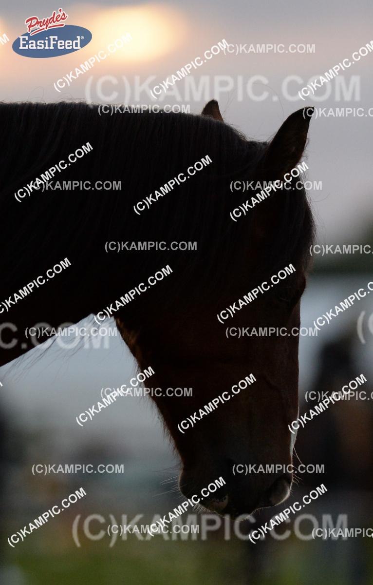 SL_150320_0290