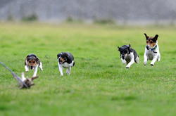 Terrier Race