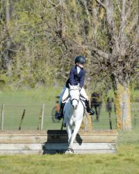 Working Hunter Pony