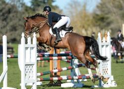6 Year Old Horse
