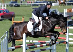 7 Year Old Horse