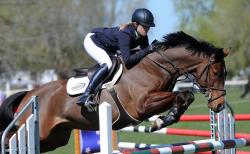 Horse 1.30m