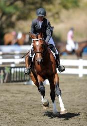 5 Year Old Horse