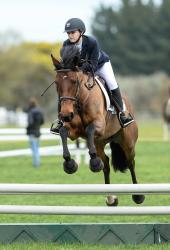 Show Hunter Horse