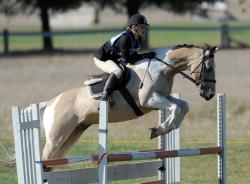 Showjumping Ring 1