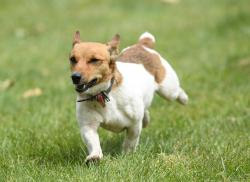 Terrier Race