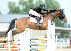 Horse 1.05m