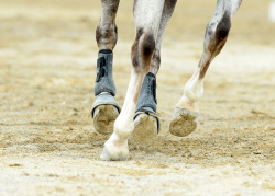 Pony 1.10m Championship