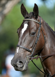 Working Hunter Horse