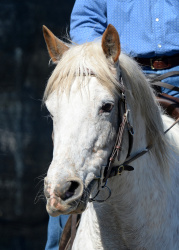 Ranch Reining