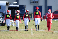 Showjumping Course Walk