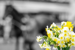 Tarzino Trophy Daffodil Raceday 2022