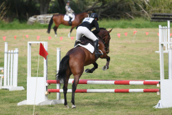 80cm Show Jumping