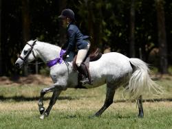 Working Hunter Pony