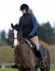 Showhunter Horse