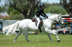 Working Hunter Pony