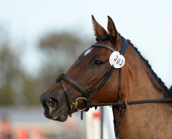 3 Star Eventing Showjumping