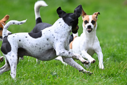 Terrier Race