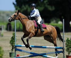 Intro Showjumping